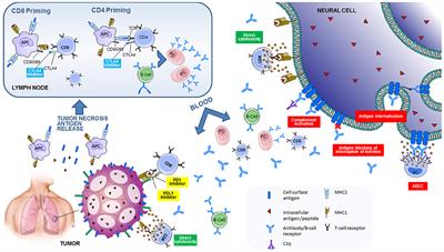 Paraneoplastic Neurological Syndromes and Beyond Emerging With the Introduction of Immune Checkpoint Inhibitor Cancer Immunotherapy